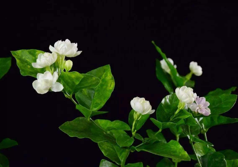 清新淡雅的白色茉莉花图片 2