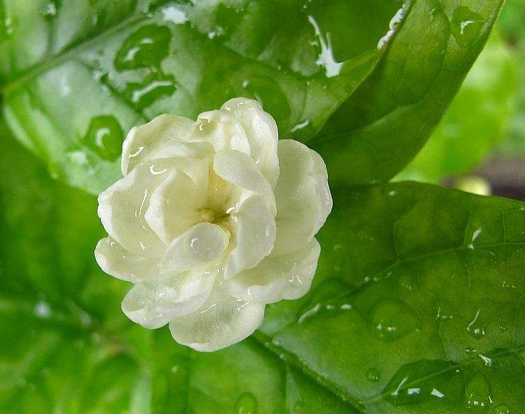 清新淡雅的白色茉莉花图片 3