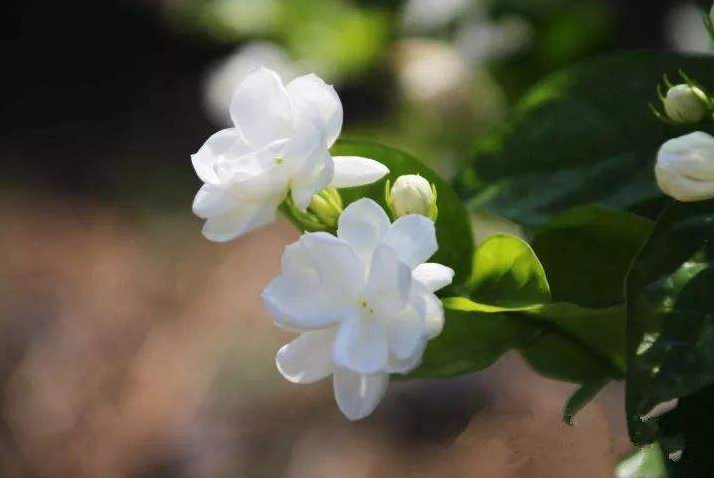 清新淡雅的白色茉莉花图片 5