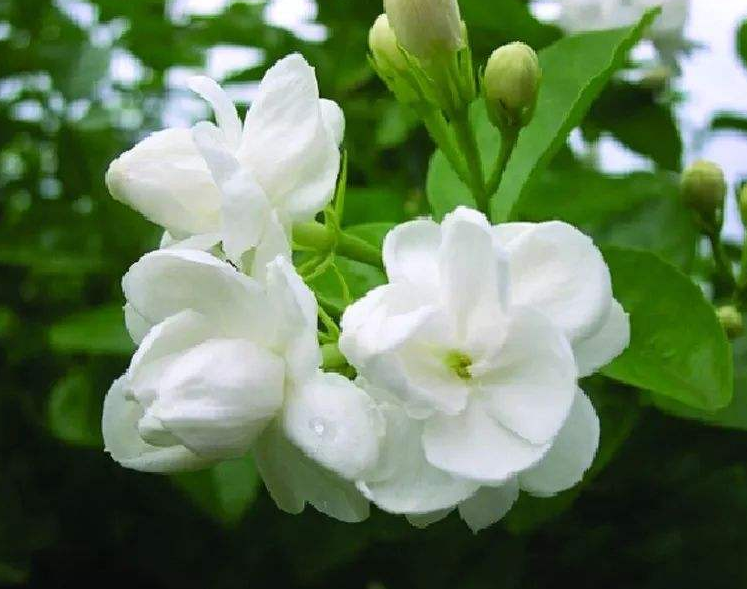 清新淡雅的白色茉莉花图片 6