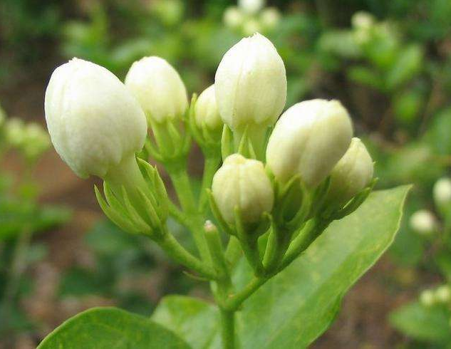清新淡雅的白色茉莉花图片 7