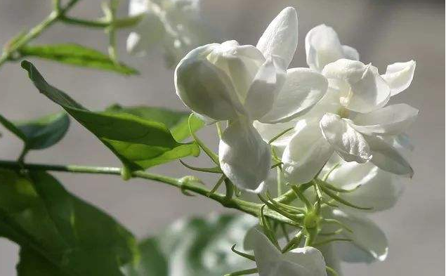 清新淡雅的白色茉莉花图片 8