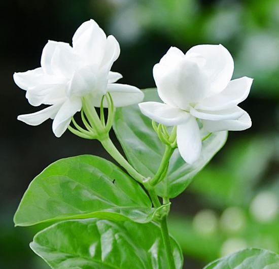 清新淡雅的白色茉莉花图片 9
