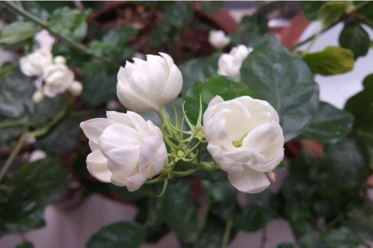 清新淡雅的白色茉莉花图片 10