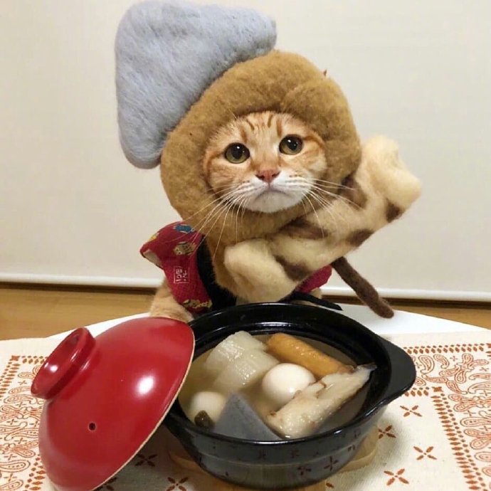 今天可爱的橘猫图片
