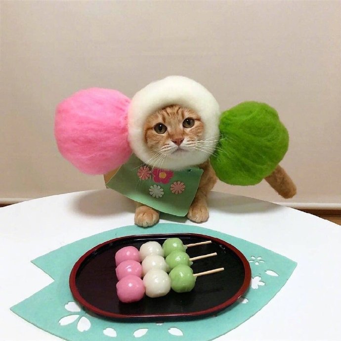 今天可爱的橘猫图片 2