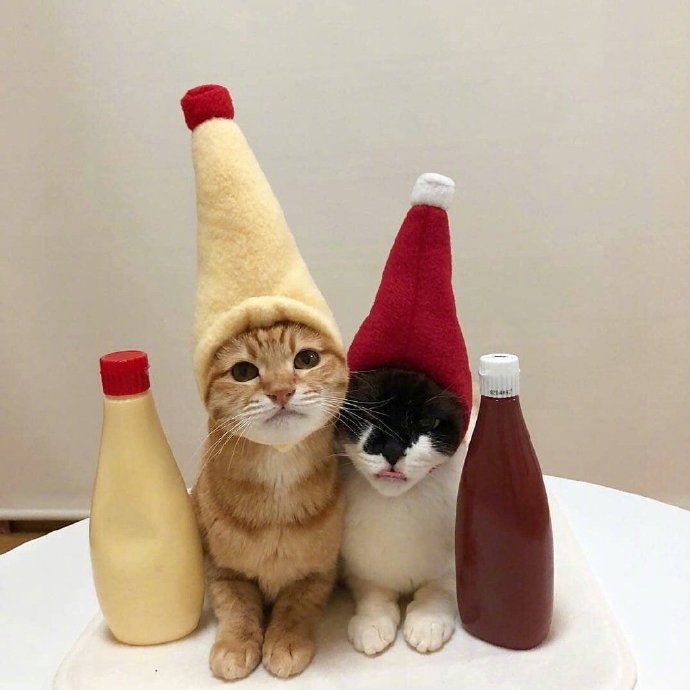 今天可爱的橘猫图片 3