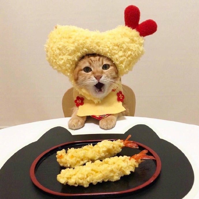 今天可爱的橘猫图片 4