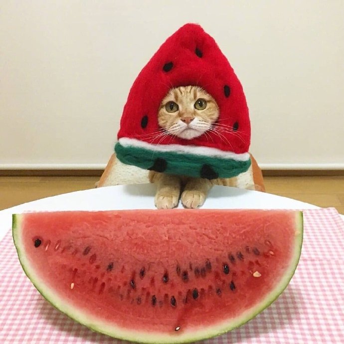今天可爱的橘猫图片 5