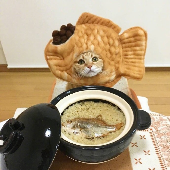 今天可爱的橘猫图片 8