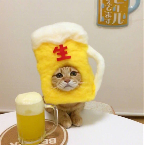 今天可爱的橘猫图片 10