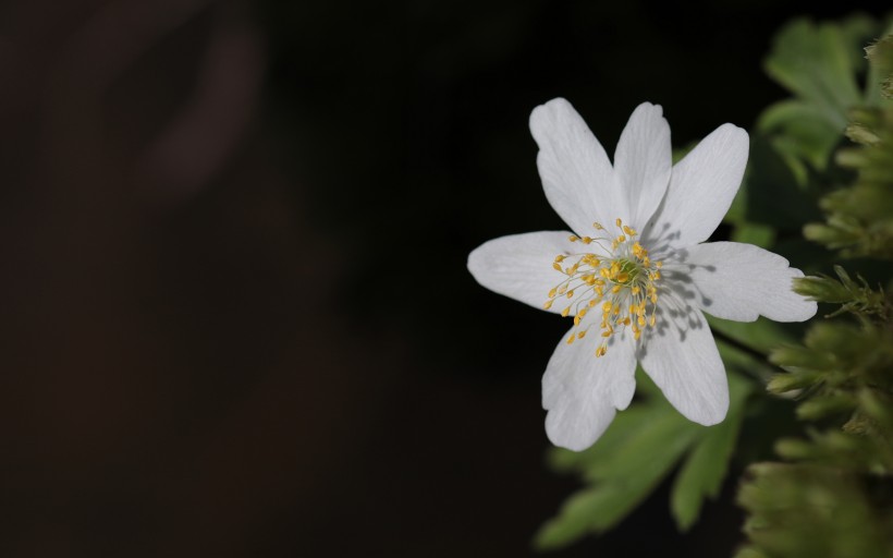 欧洲银莲花唯美图片 2