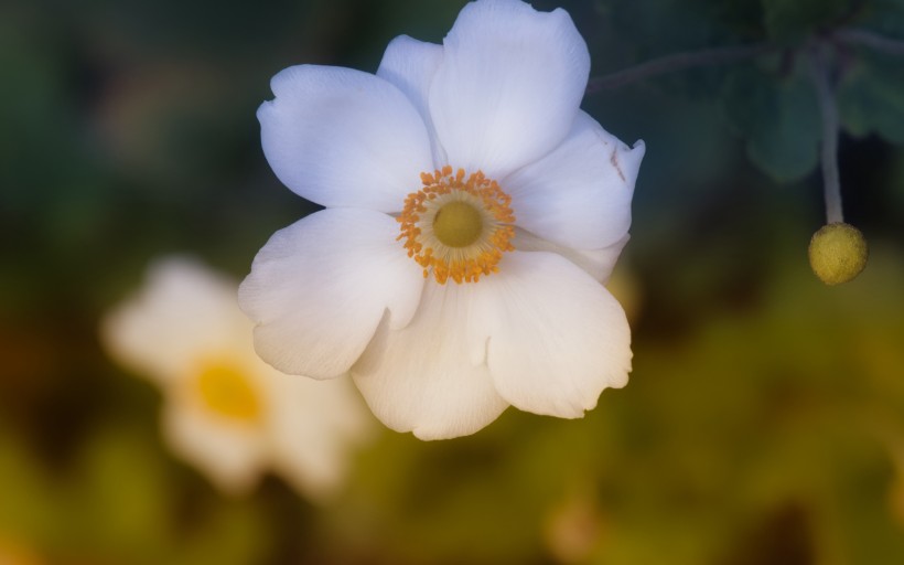 欧洲银莲花唯美图片 10