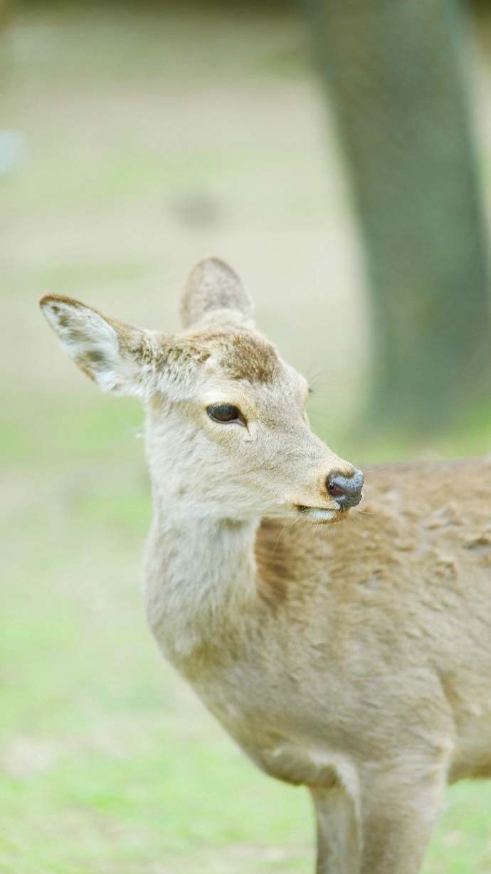 清纯美女图片 网红Demi-爷爷日本写真图片 8