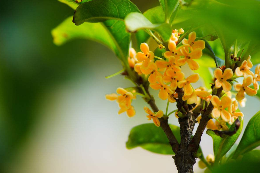 唯美桂花图片 6