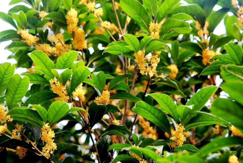 唯美桂花图片 7