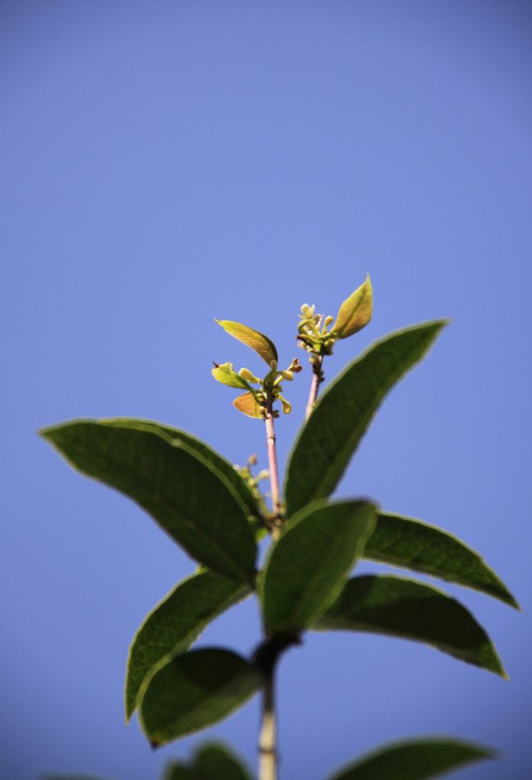 唯美桂花图片 8