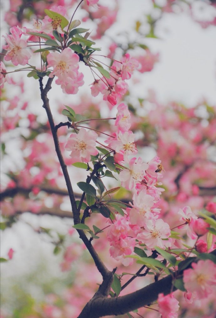 醉芳菲的海棠花图片