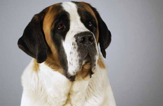憨态可掬的狗狗圣伯纳犬图片 2
