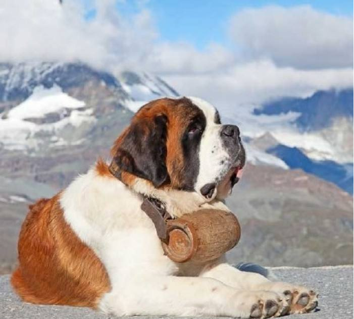 憨态可掬的狗狗圣伯纳犬图片 7