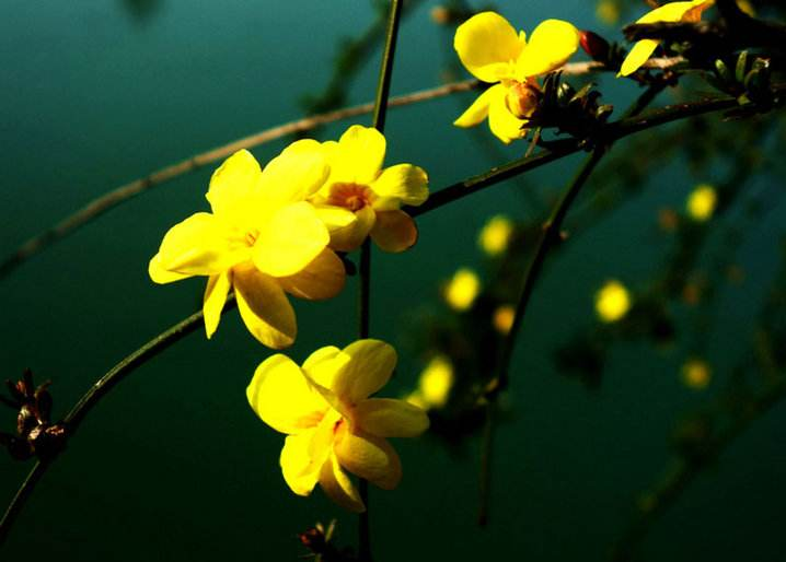 黄色的迎春花图片 5