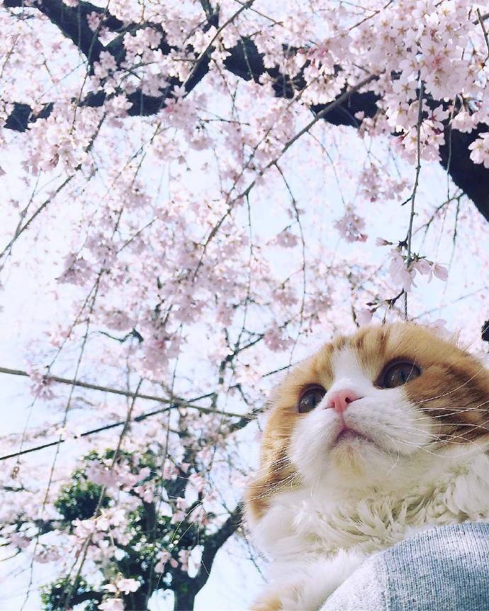 赏花的喵星人图片 4
