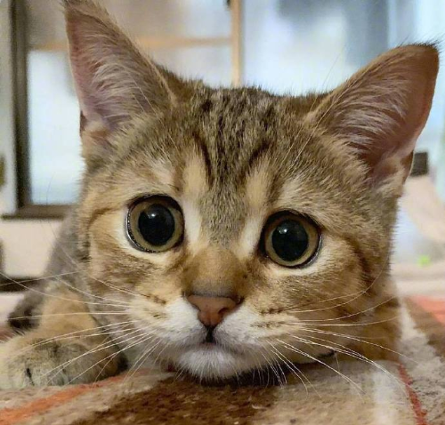 超无辜的可爱猫咪图片