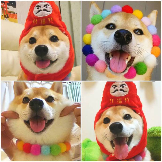 治愈系微笑柴犬图片