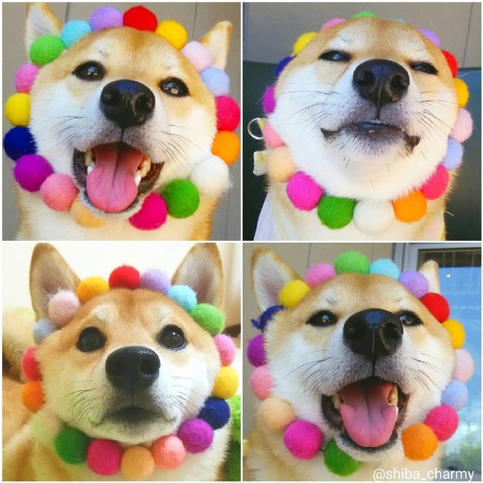 治愈系微笑柴犬图片 2