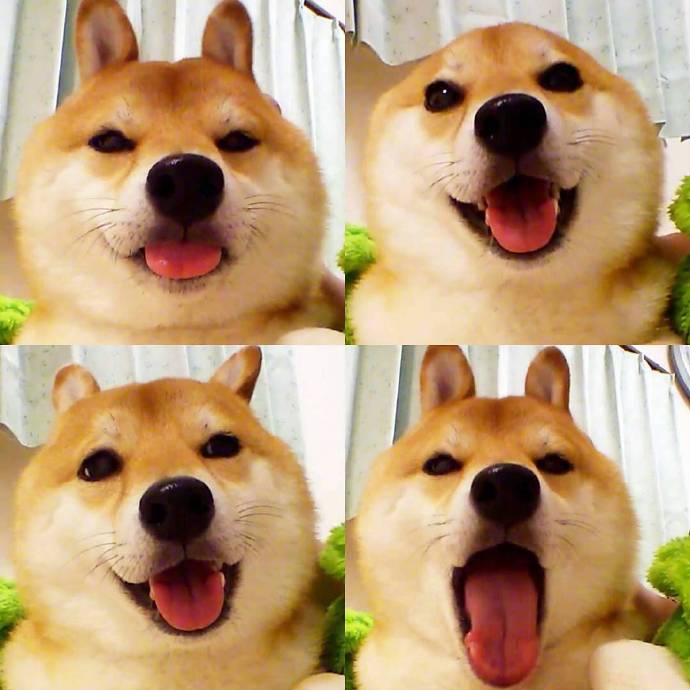 治愈系微笑柴犬图片 3