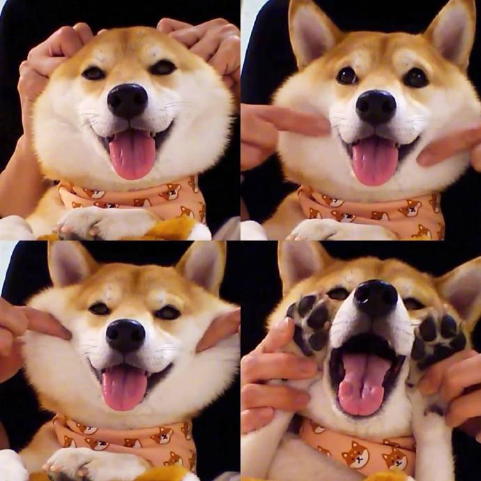 治愈系微笑柴犬图片 4