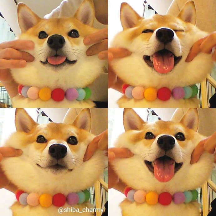 治愈系微笑柴犬图片 6