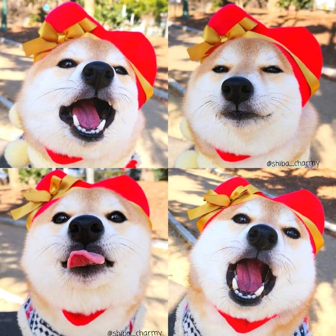 治愈系微笑柴犬图片 7