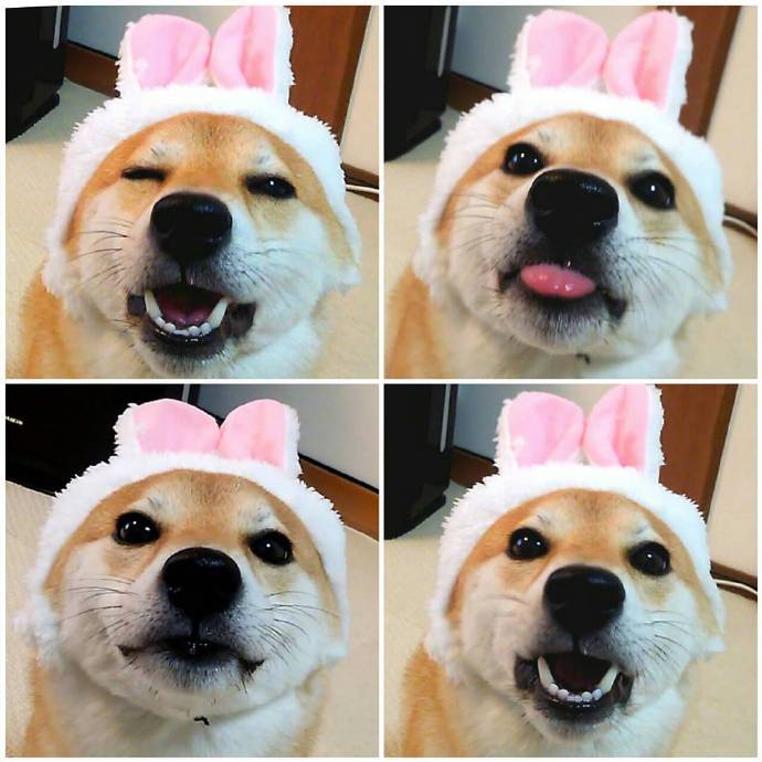 治愈系微笑柴犬图片 9