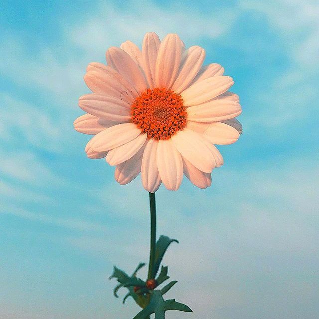 唯美雏菊图片 每个人要到达的地方不一样所以我