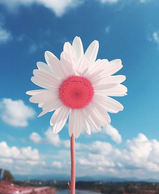唯美雏菊图片 每个人要到达的地方不一样所以我 4