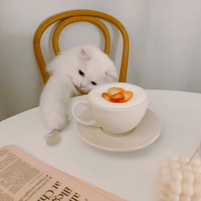 萌宠猫咪图片 精致喵星人的日常