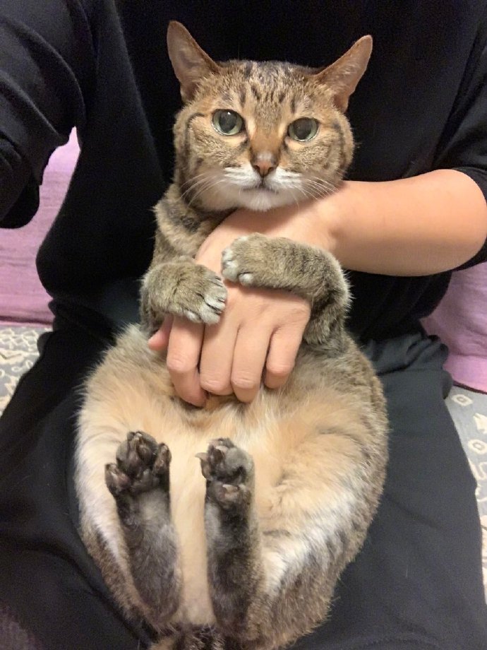 萌宠猫咪图片 喵星人爱的抱抱铲屎官