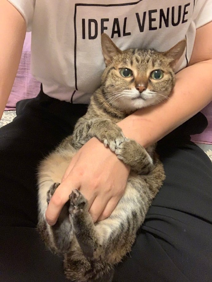 萌宠猫咪图片 喵星人爱的抱抱铲屎官 4