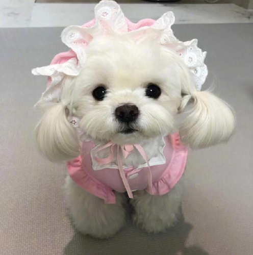 萌宠小可爱马尔济斯犬图片