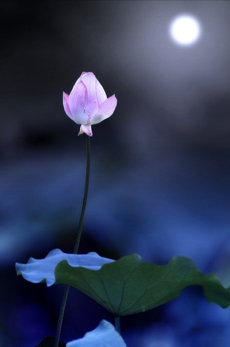 夜景图片 荷塘月色图片