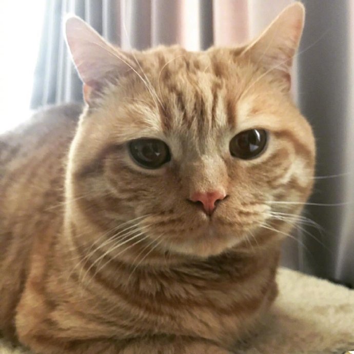 萌宠猫咪图片 橘猫Alan委屈的小表情图片