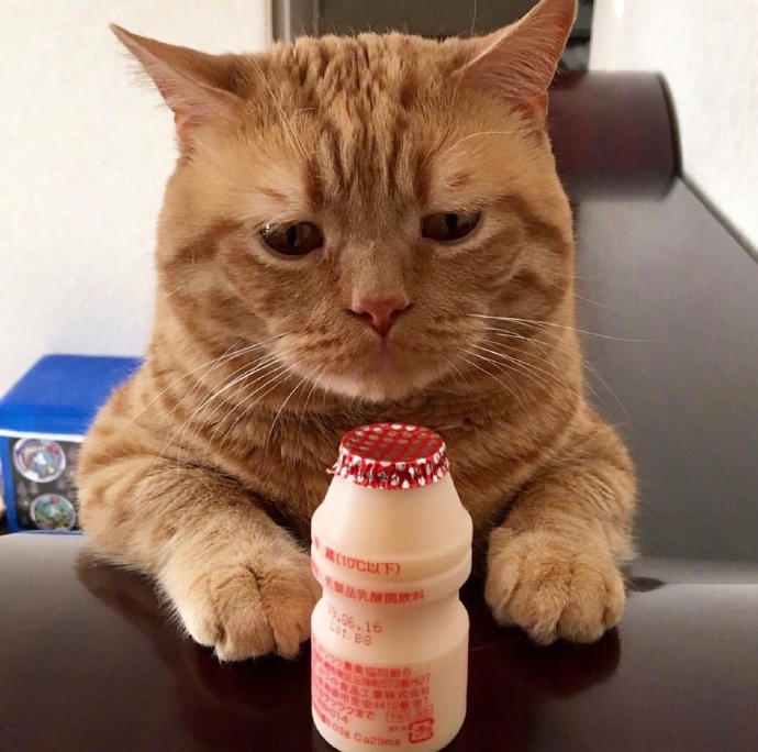 不想起床的萌宠喵星人图片 胖胖的橘猫图片