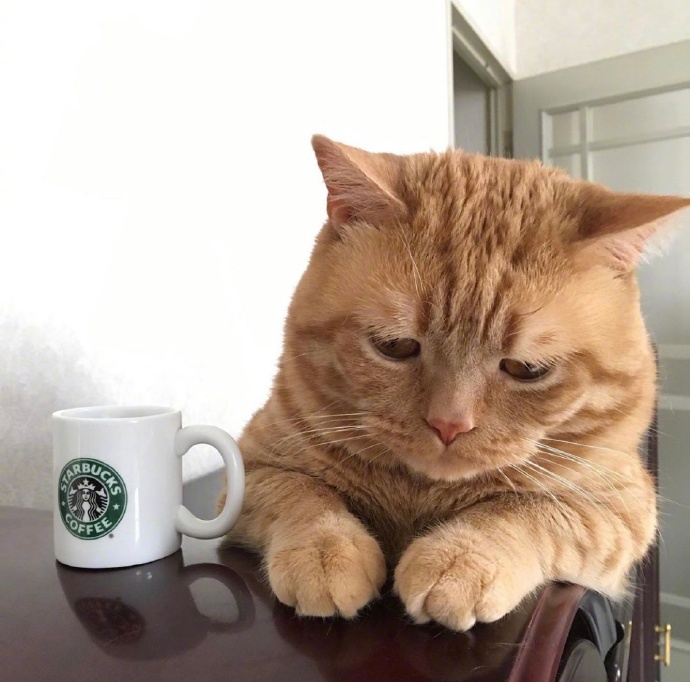 不想起床的萌宠喵星人图片 胖胖的橘猫图片 3