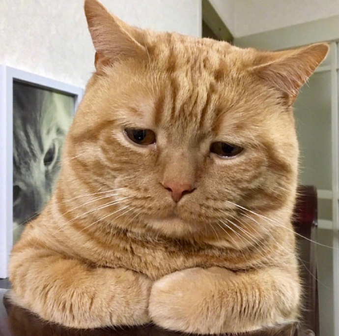 不想起床的萌宠喵星人图片 胖胖的橘猫图片 4
