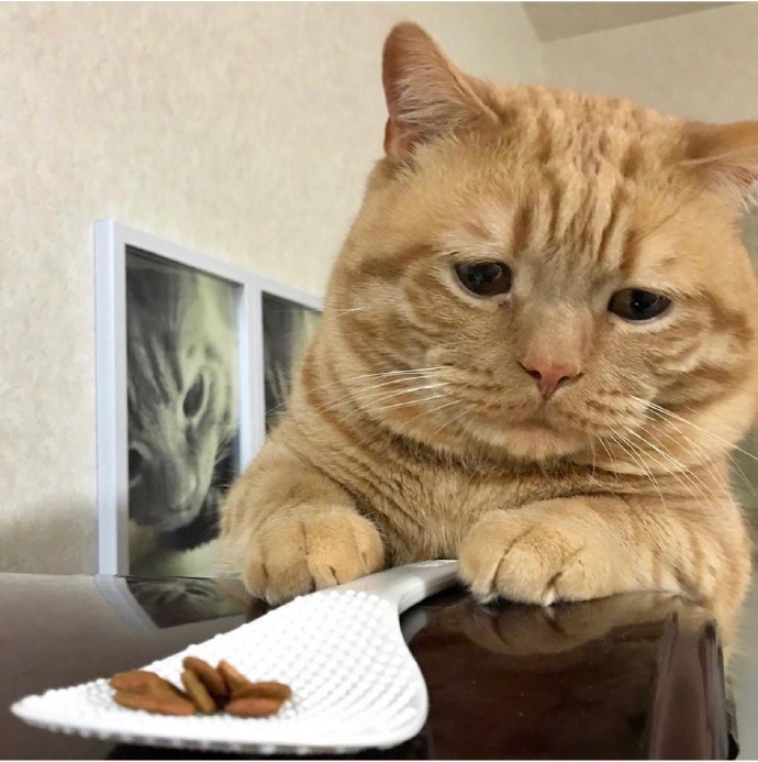 不想起床的萌宠喵星人图片 胖胖的橘猫图片 5