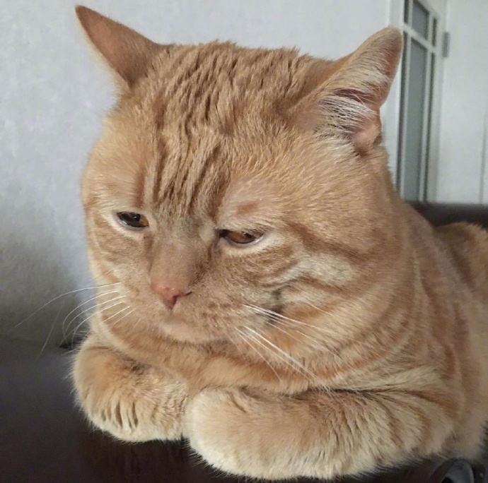 不想起床的萌宠喵星人图片 胖胖的橘猫图片 7