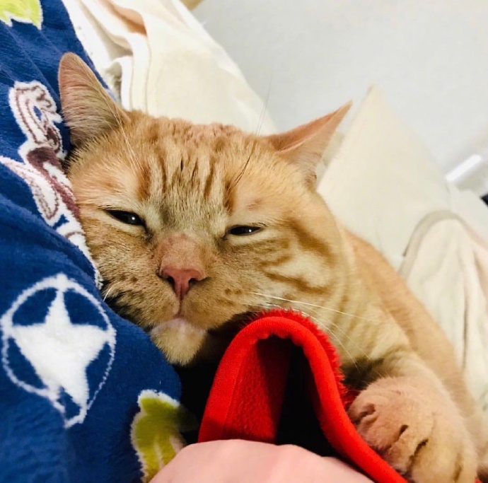 不想起床的萌宠喵星人图片 胖胖的橘猫图片 8