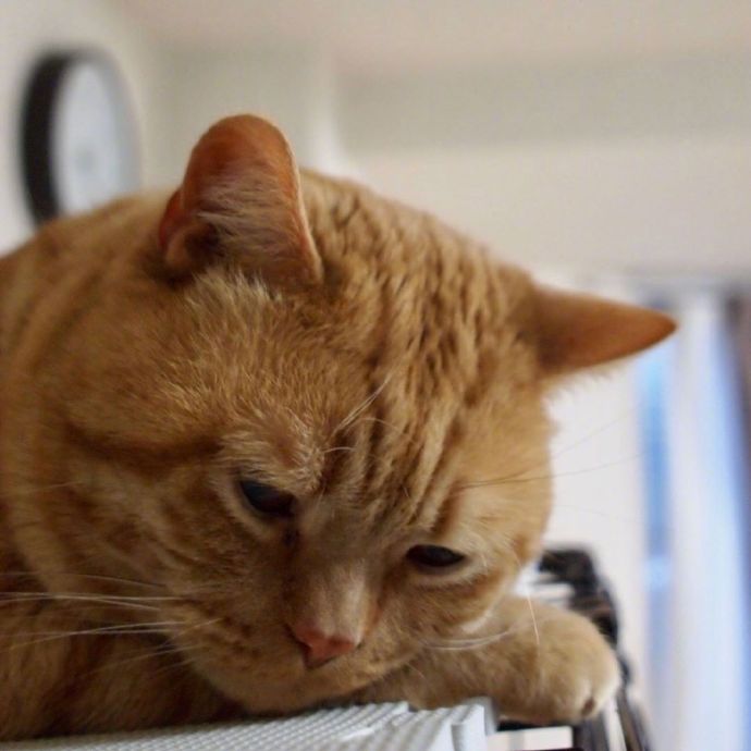 不想起床的萌宠喵星人图片 胖胖的橘猫图片 9