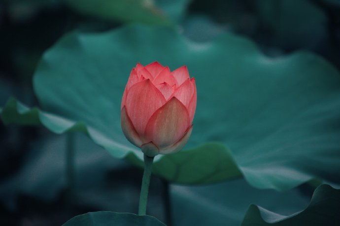 自然风景荷花图片 夏荷浮翠 花雨蕴香